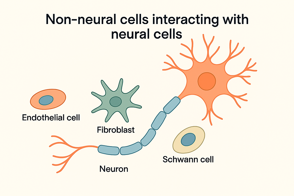 Non-neural cells may send inflammatory products to the nerve cell (neuron), keeping the nerve in a pain-sensitive state