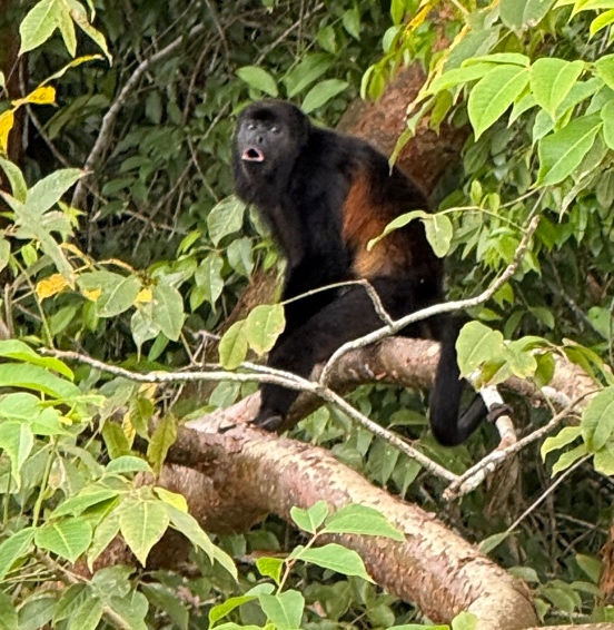 Mantled Howler Monkey