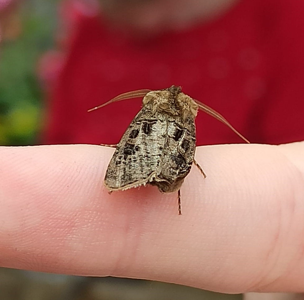 Heart and dart moth - one of the most abundant moths at this time of year in Britain