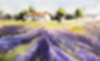 For the love of Lavender - watercolour painting Workshop