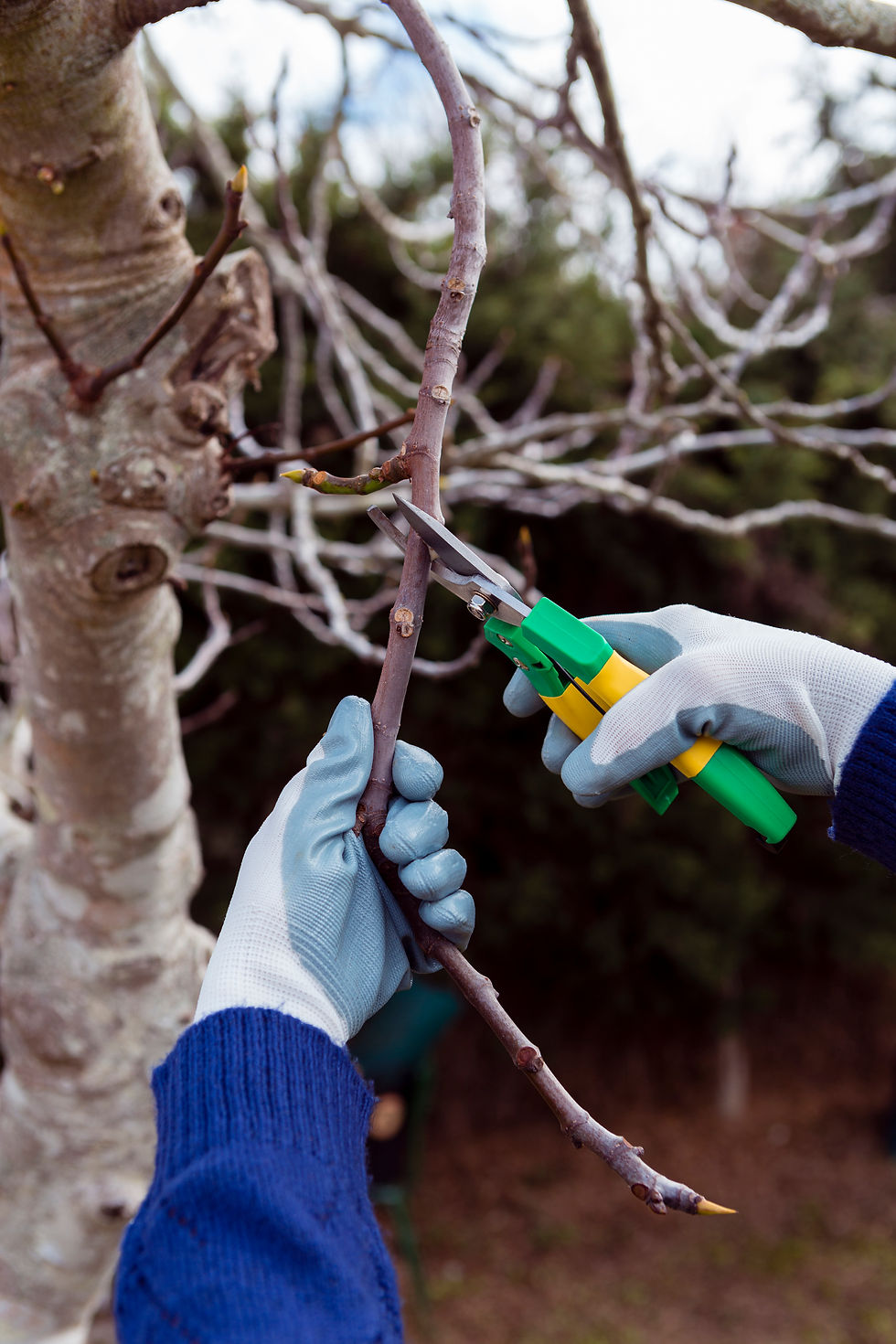 gardener-cutting-dried-branches.jpg