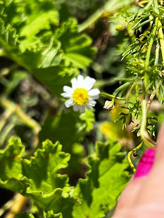 White chamomile flowers in a garden.