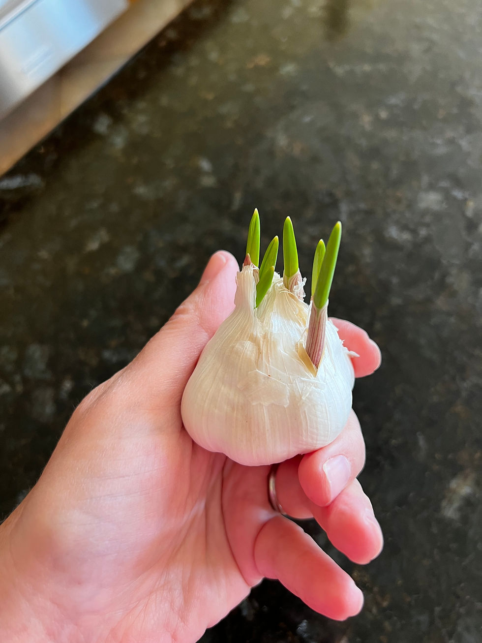 Hand holding a garlic bulb with green sprouts, set against a dark countertop. Bright green shoots contrast with the white bulb.
