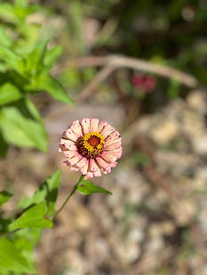 Pink and white zinnia flowers blooming brightly under the sun.