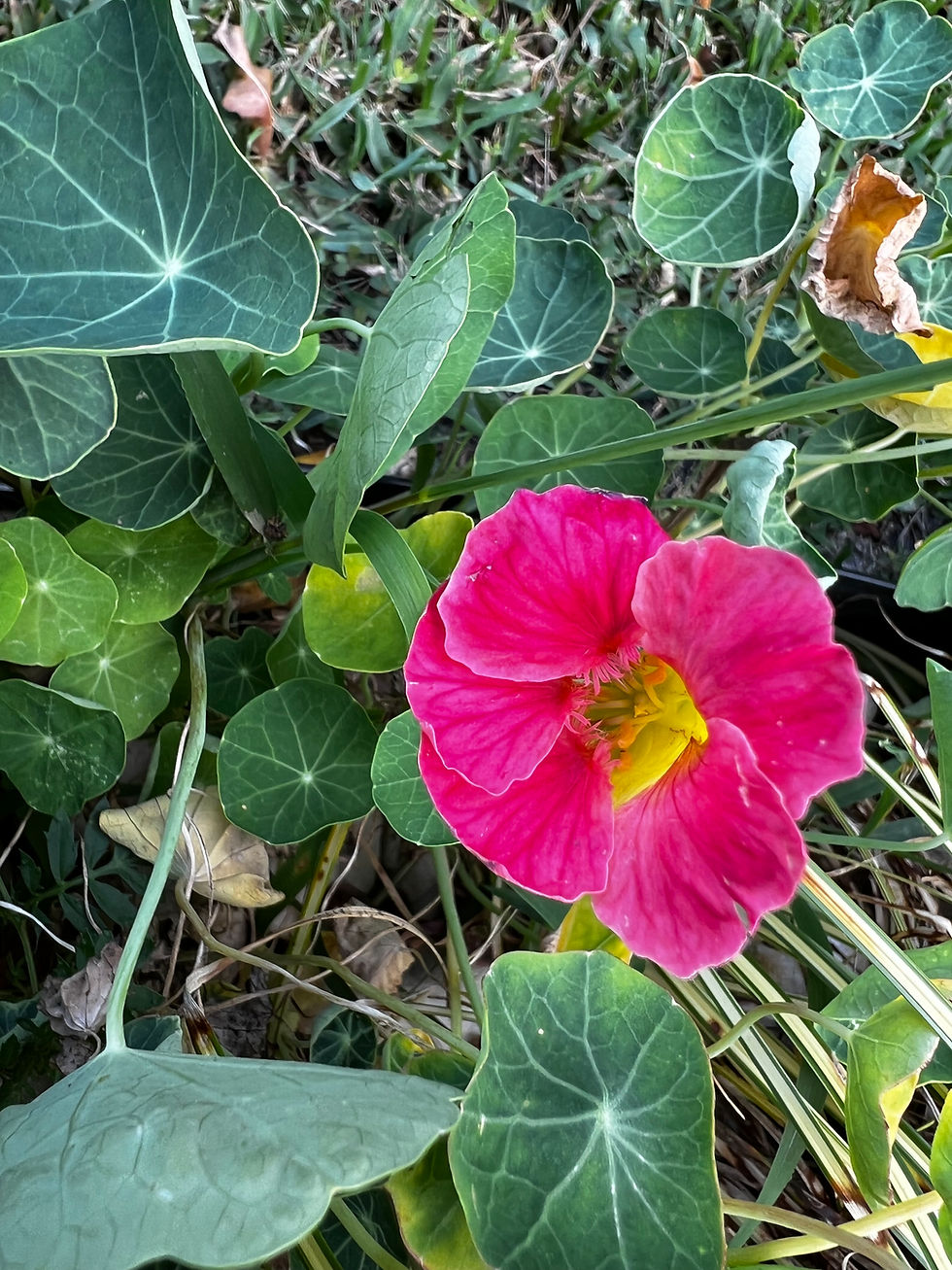 Bright pink flower with a yellow center among green leaves. The background includes grass. Vibrant and lively setting.
