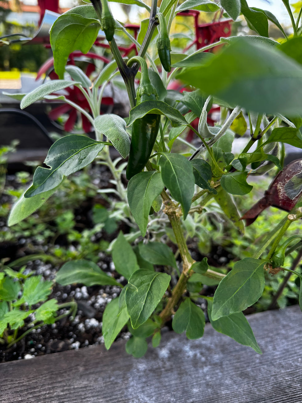 Green jalapeño pepper plant with lush leaves in a garden. Red metal structure blurred in the background, indicating a sunny day.