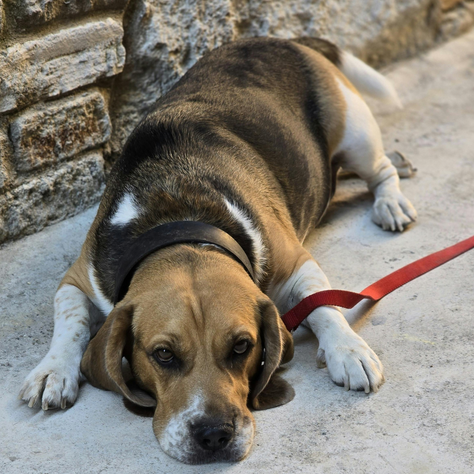 The Biology of Slower Recovery in Aging Pets