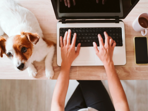 Dog sitting next to owner on a computer