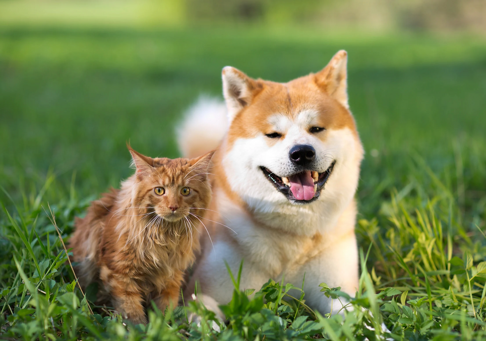 Heavy Metal Exposure in Pets: Everyday Sources and Natural Detox Strategies