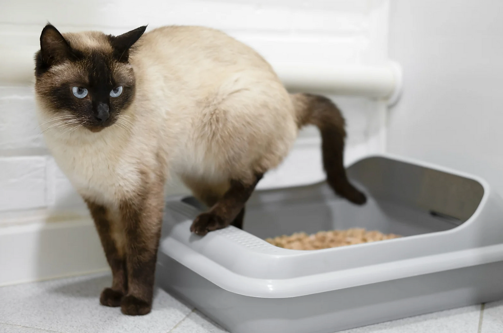When Litter Box Patterns Change: What to Pay Attention To