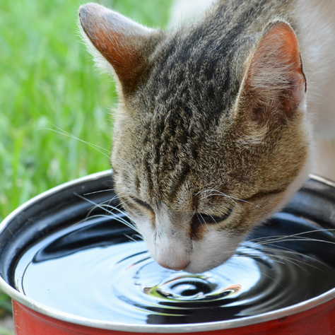 Cat drinking water