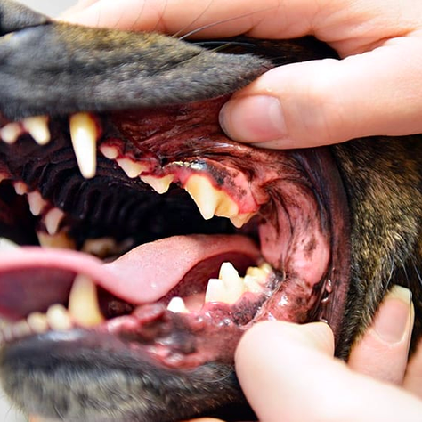 The Hidden Gem in Your Pet's Diet: The Importance of Dental Health
