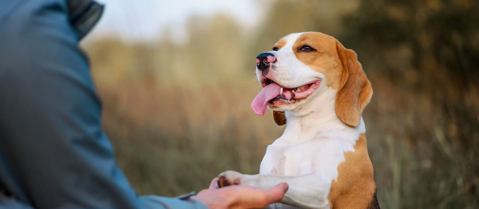 National Train Your Dog Month: Strengthen the Bond with Your Best Friend