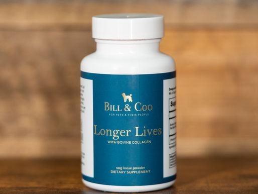 National Pet Obesity Awareness Month: Prioritizing Pet Health