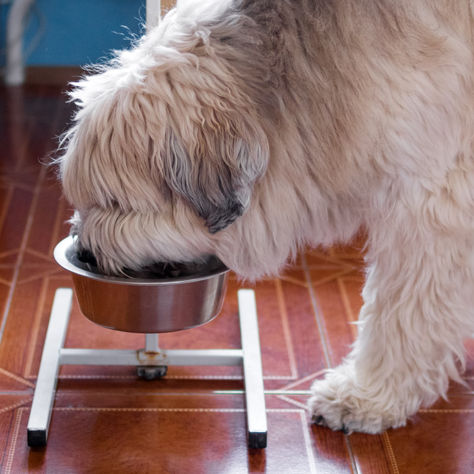 What Your Pet’s Eating Pace May Be Telling You