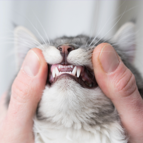 Tackling Bad Breath in Cats: Freshening Up Your Feline Friend