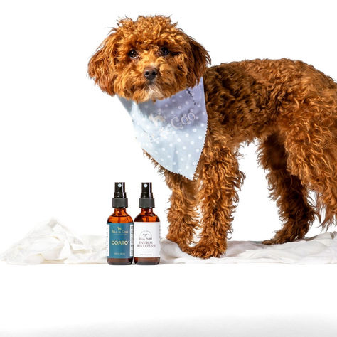Care for Two: Protection for You and Your Pet