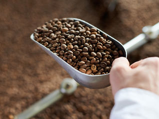 Scoop of coffee beans from the roaster