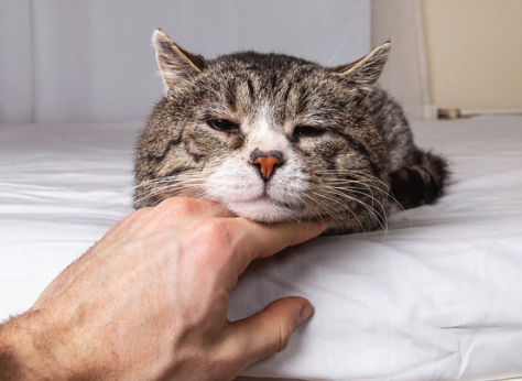 Could Your Pet Be Dealing With Inflammation Without Obvious Pain?