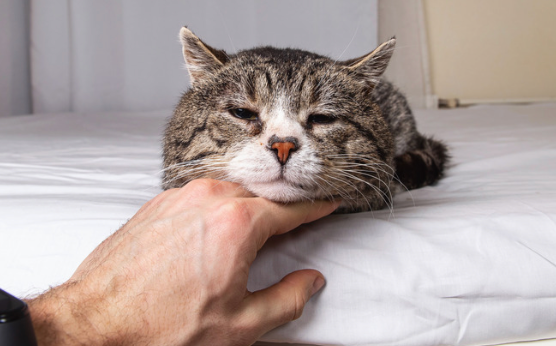 Could Your Pet Be Dealing With Inflammation Without Obvious Pain?