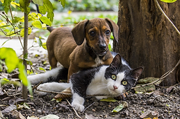 Dog and Cat playing outside