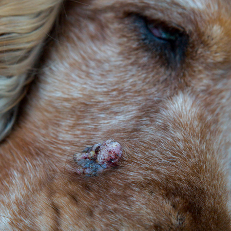 Tumor on a Dog's Nose