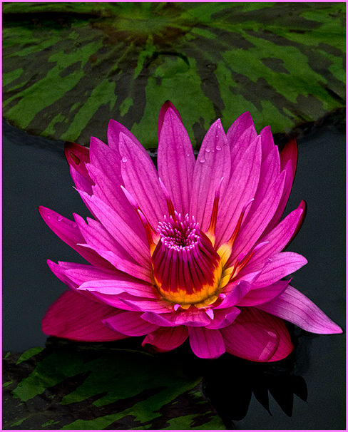Judy Falout_Pink Water Lily_A_HM.jpg