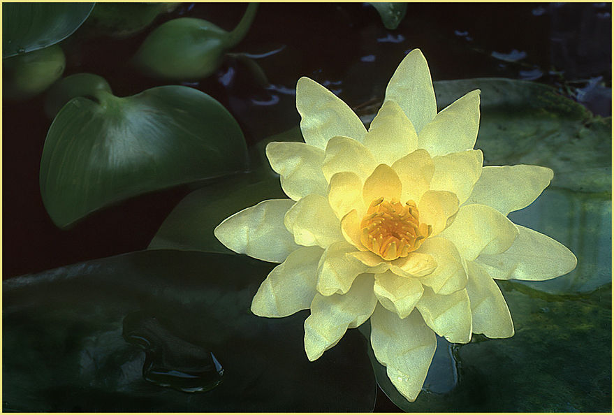 C_Judy Falout_Yellow Lily_A_HM.jpg
