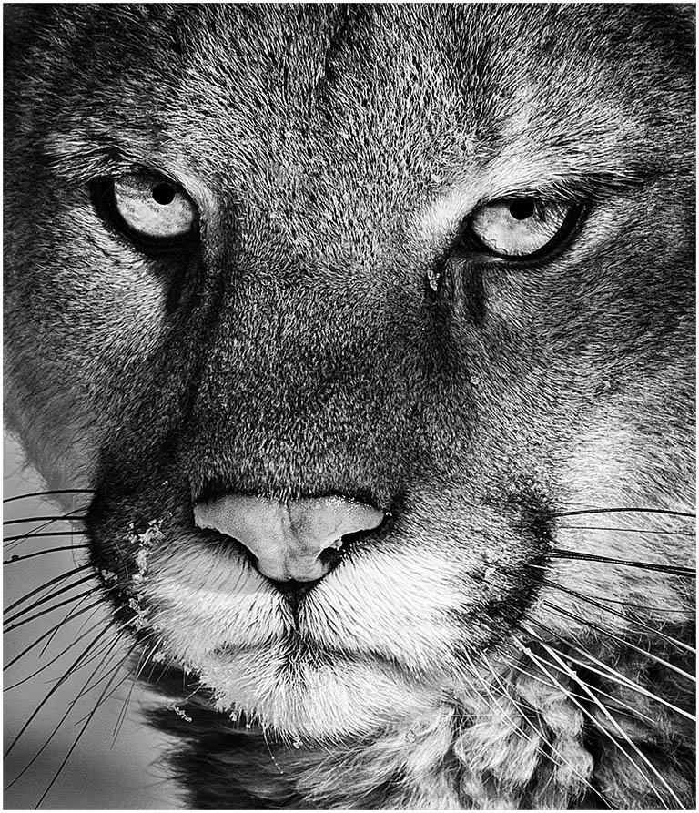 Cougar Eyes