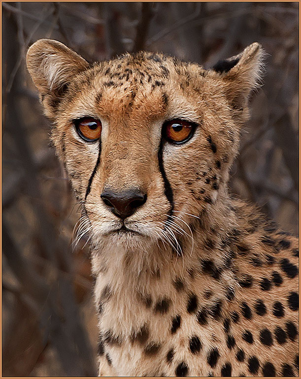 Amber Eyes
