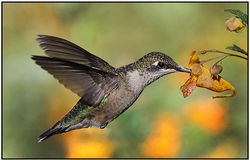 Ruby Throated Hummingbird