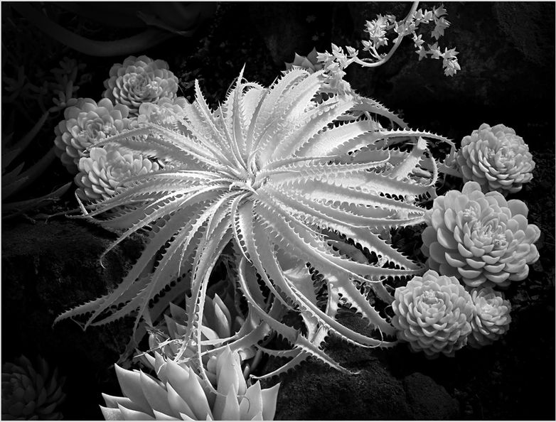 Bonita Palma~Succulents~A~HM.jpg