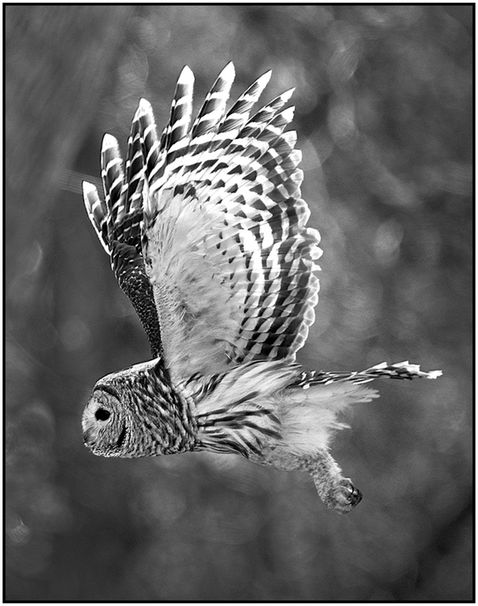 M_Arnold Koenig_Barred Owl_A_HM.jpg