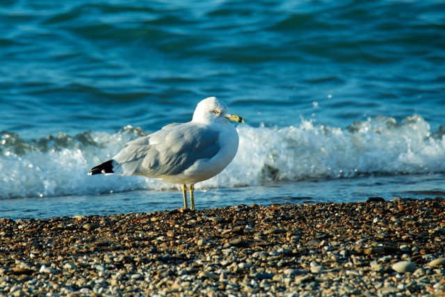 Bird Michigan Beach