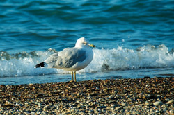 Bird Michigan Beach