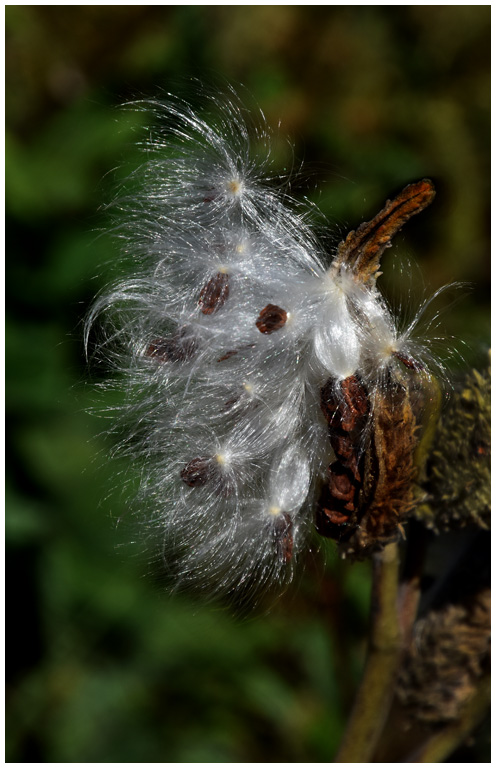 September Milkweed