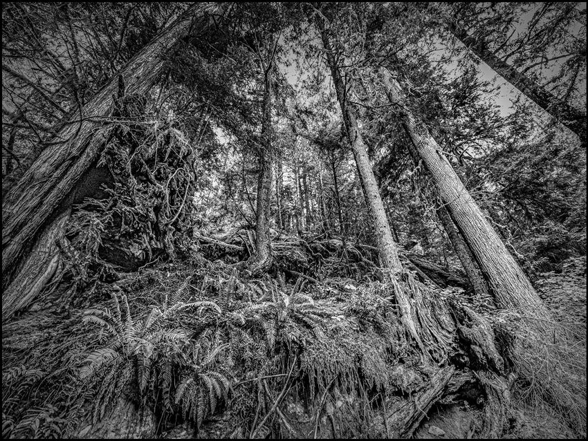 BOS_Jan Ivaska_Freaky Forest_B.jpg