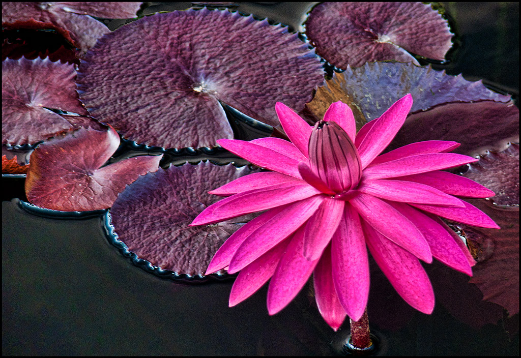 Vibrant Lily
