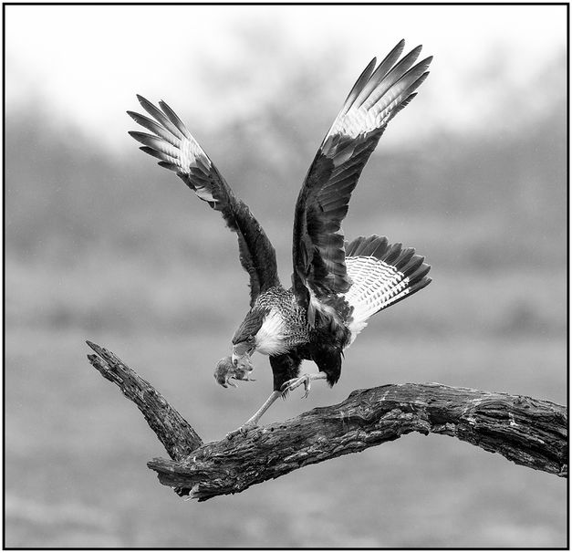 M_Arnold Koenig_Crested Caracara with Rat_A_AW.jpg