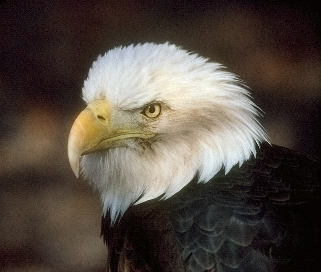 Baldy