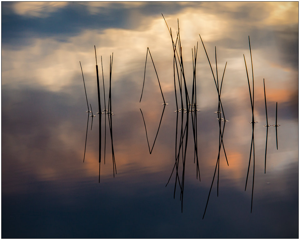 Bog Light Zen