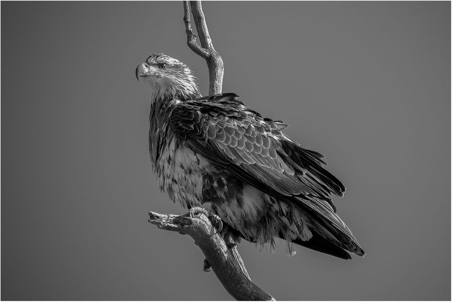 Joyce Flanagan_Bald Eagle_A_AW.jpg