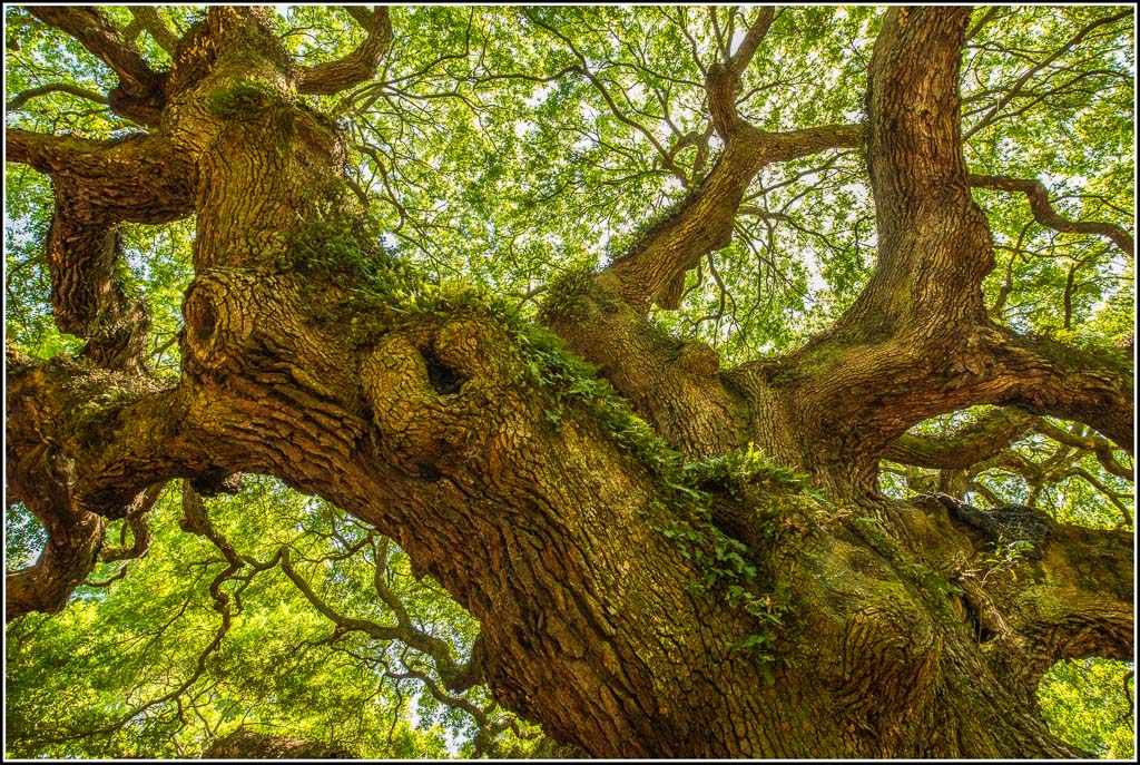 Angel Oak