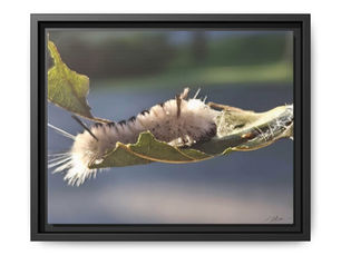 Finding Inspiration Behind the Lens: My Photography Journey