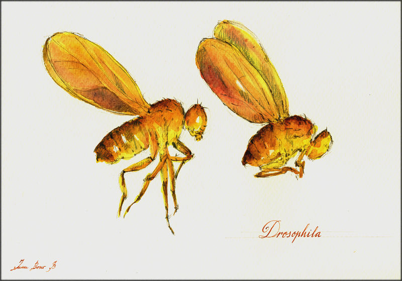 1286-Drosophila-a-Juan bosco.jpg