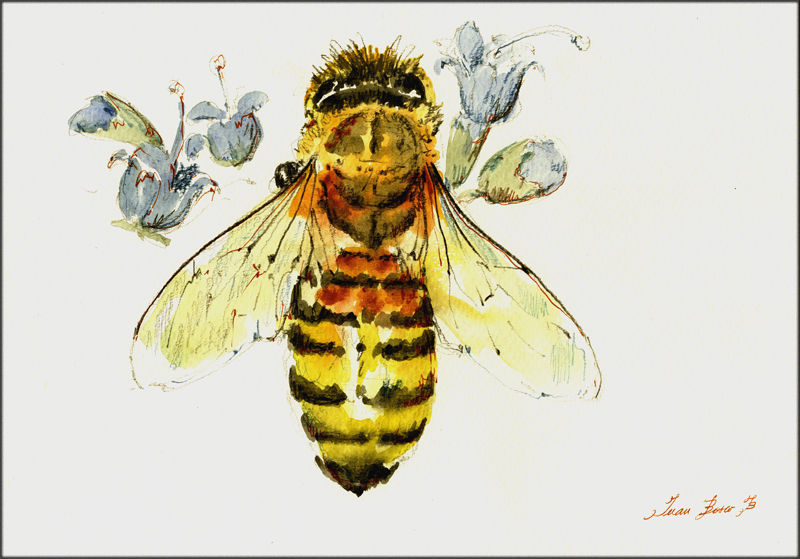 1259-Bee-a-Juan Bosco.jpg