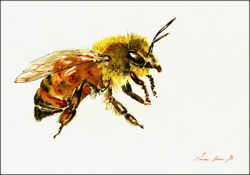 1258-Bee-a-Juan Bosco.jpg