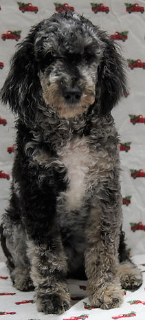 blue merle moyen poodle