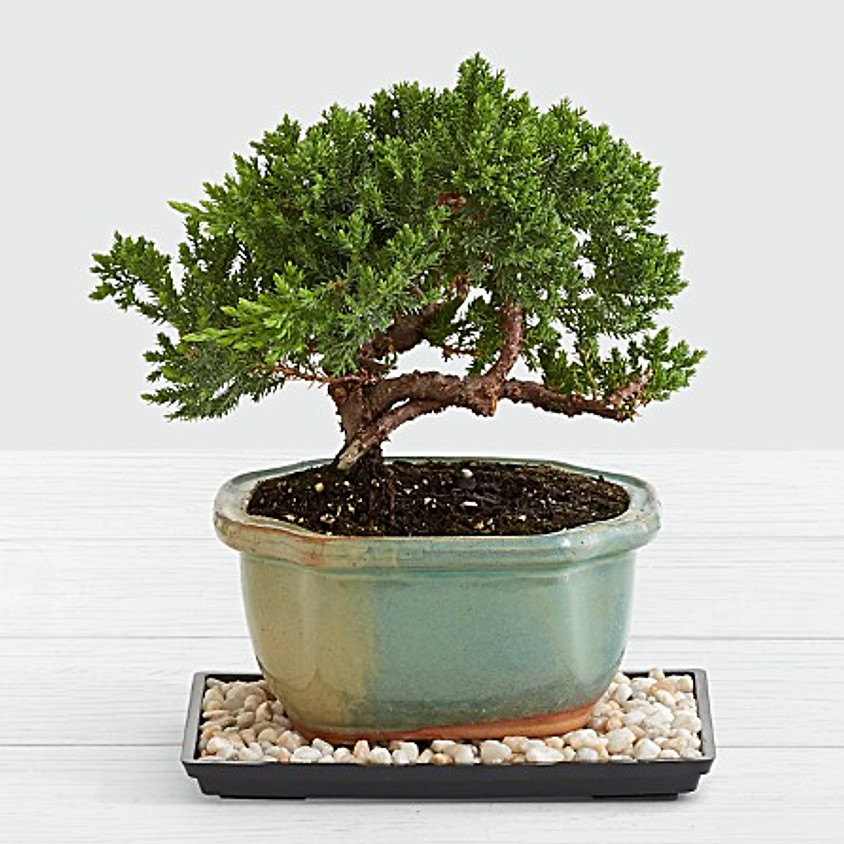 Bonsai Planter "Make and Take"