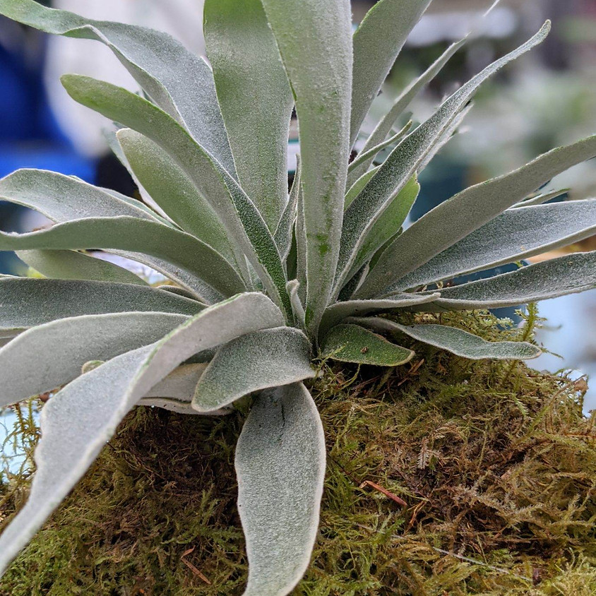 Mounting Staghorn Ferns with Kat